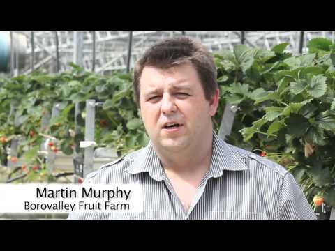 Wexford Strawberries Ireland About Us